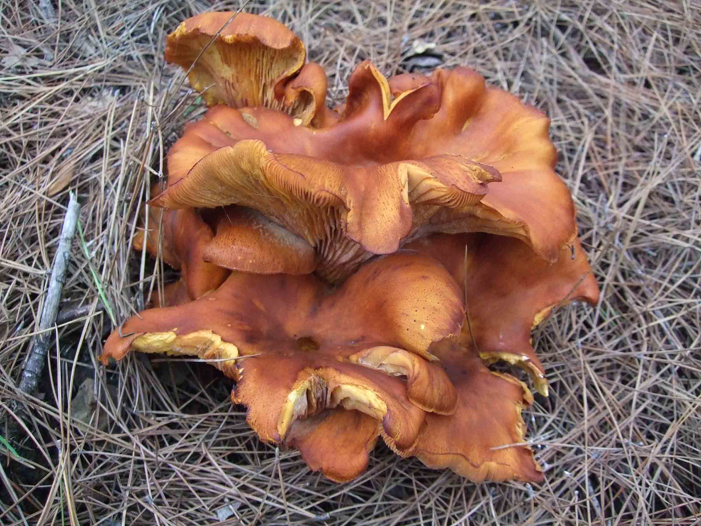 Varie specie di funghi da catalogare